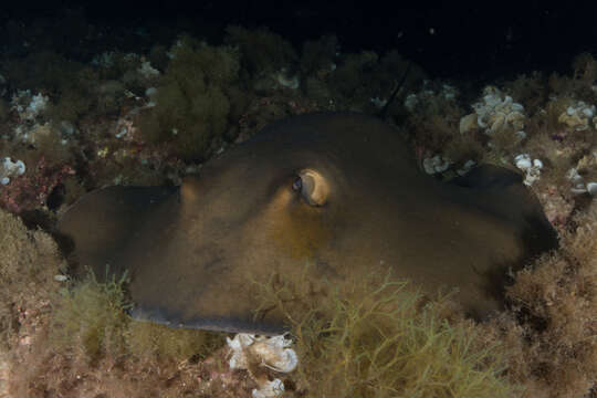 Image of Common Stingray