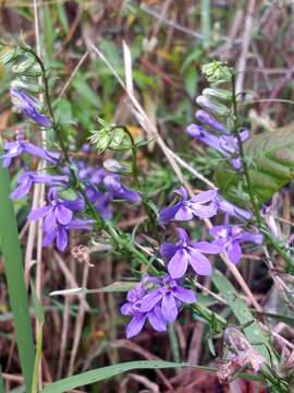 Image of Long-Leaf Lobelia