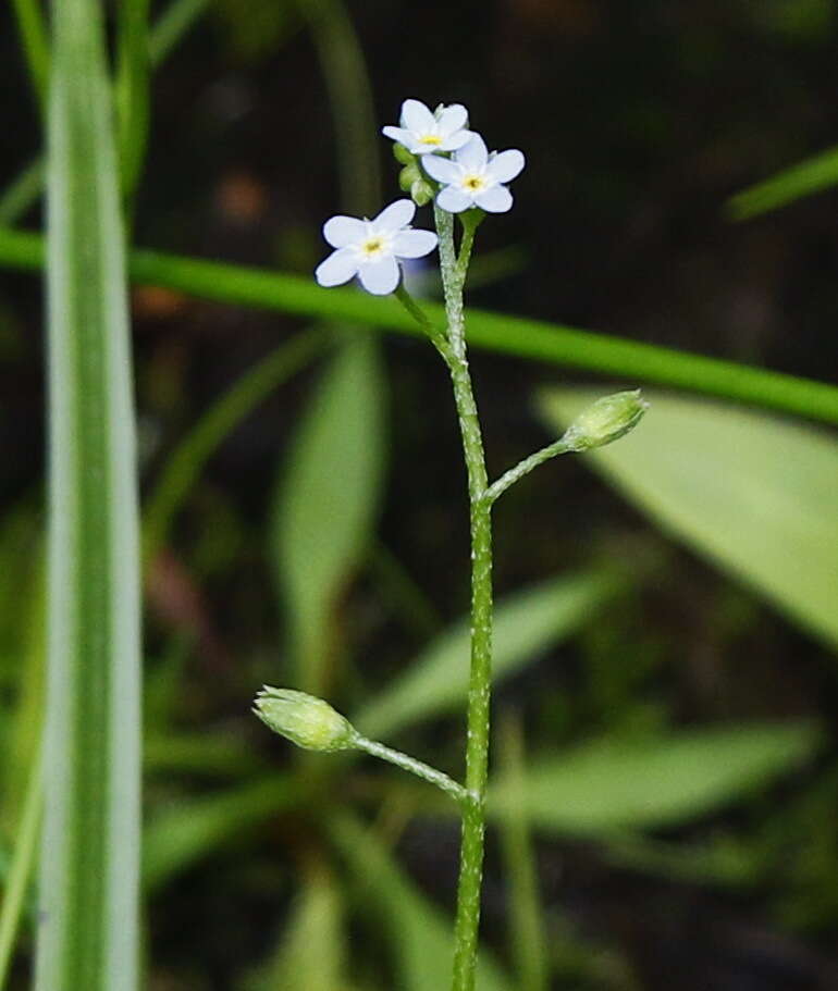 Image de Myosotis laxa subsp. cespitosa (C. F. Schultz) Nordh.