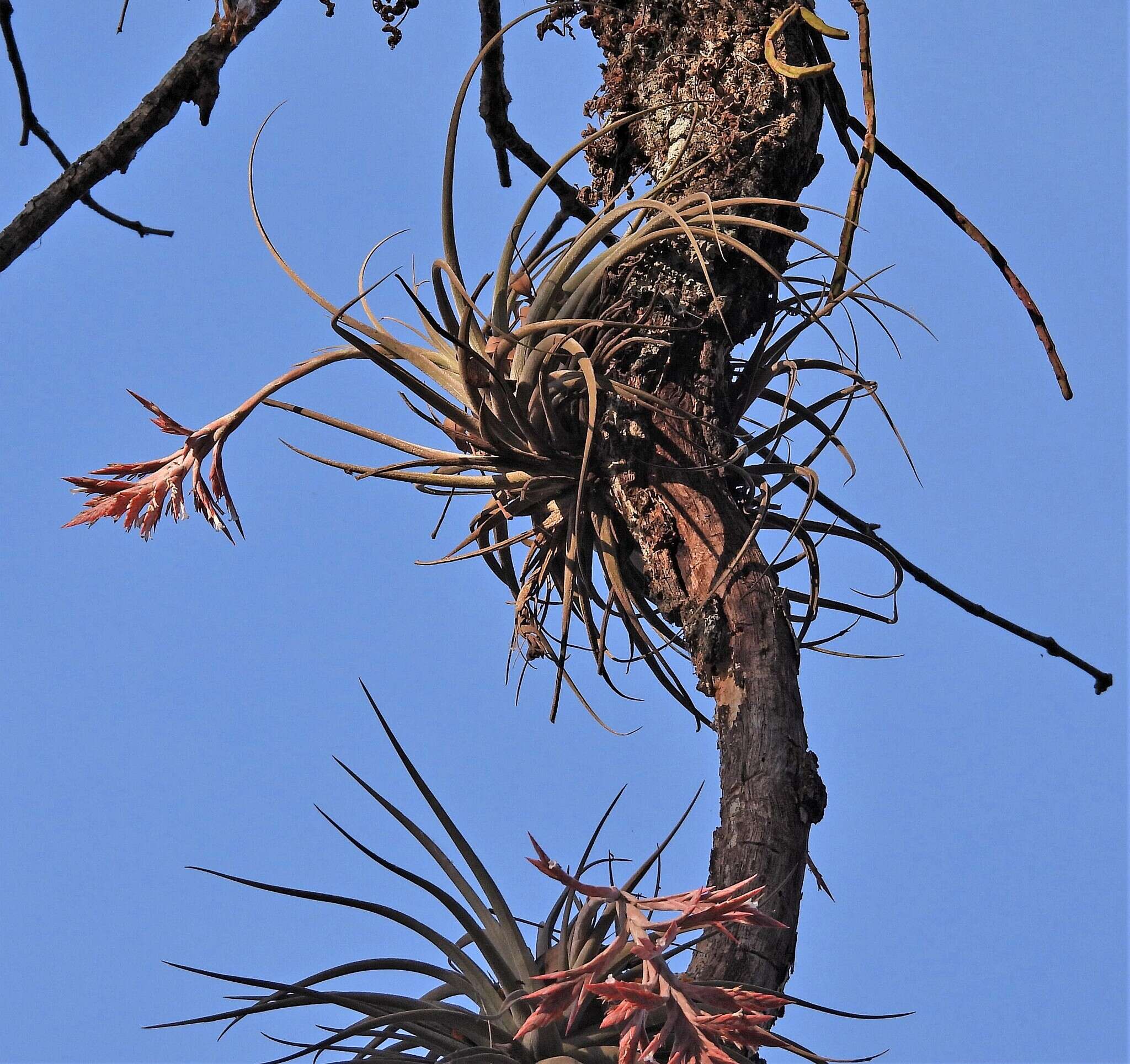 Image of Tillandsia didisticha (É. Morren) Baker