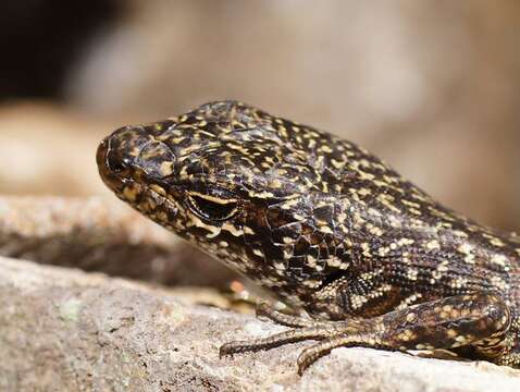 Image of Spotted Skink