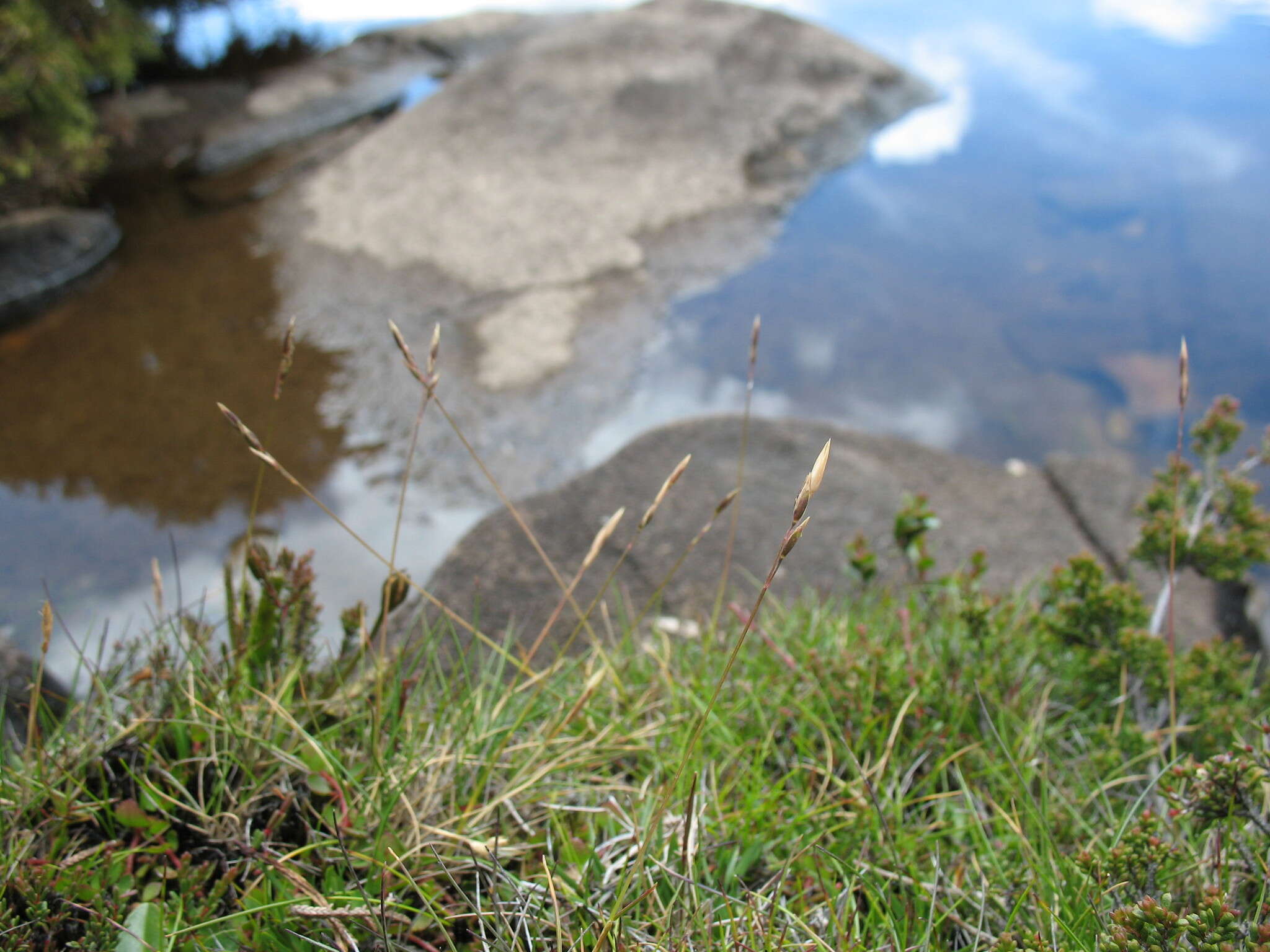 Image of Rytidosperma pauciflorum (R. Br.) Connor & Edgar