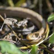 Imagem de Ophiodes intermedius Boulenger 1894