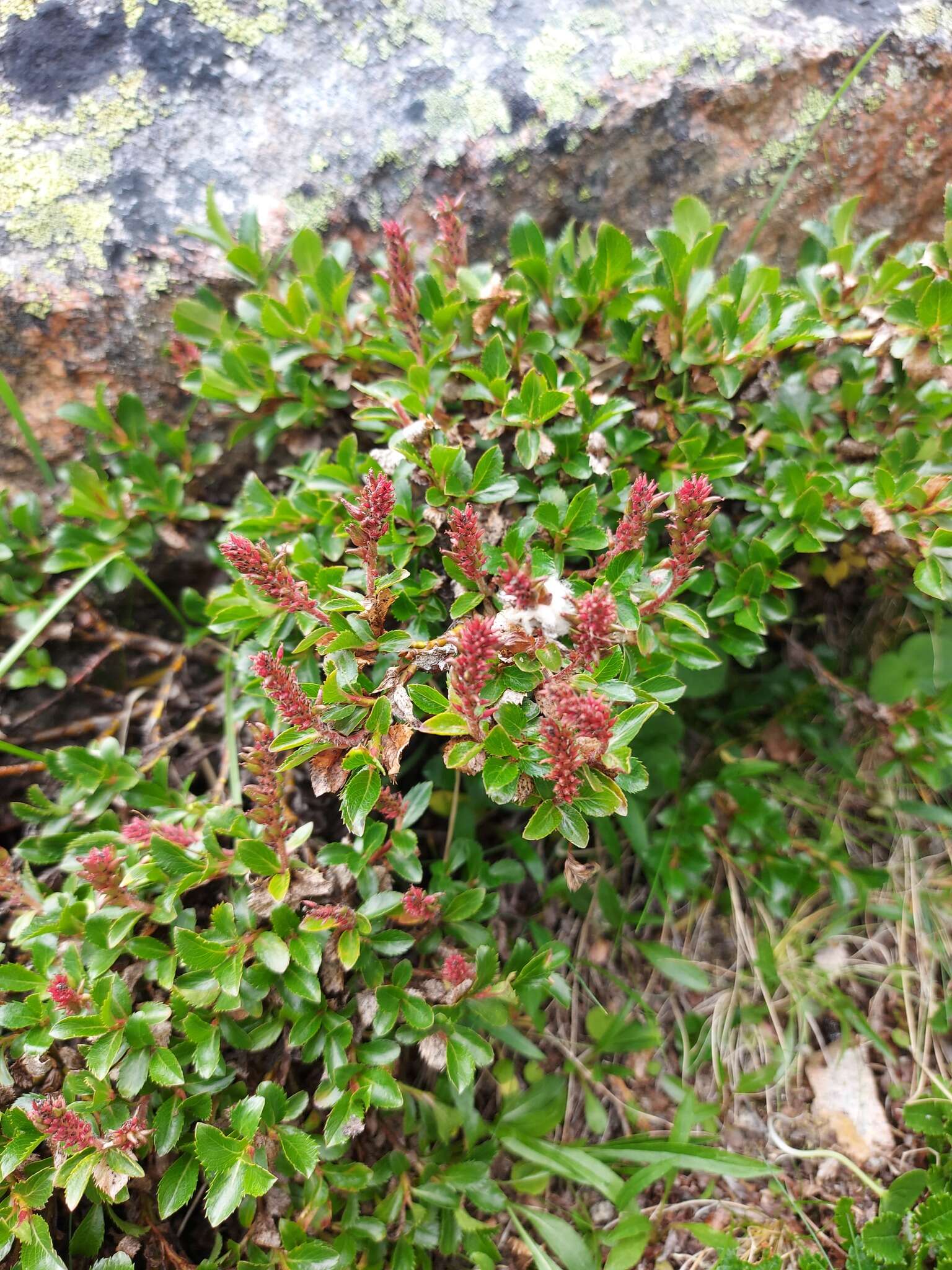 Salix berberifolia Pall.的圖片