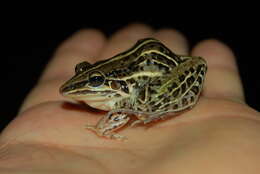 Слика од Leptodactylus gracilis (Duméril & Bibron 1840)