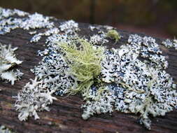 Image of Beard lichen