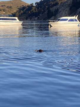 Image of Short-winged Grebe