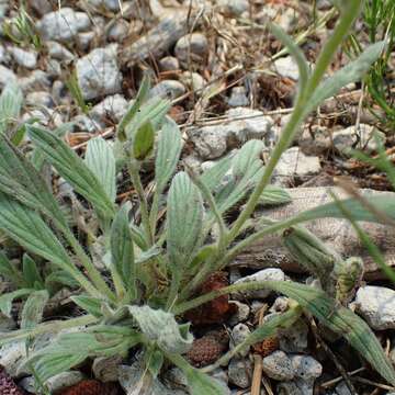 Image of silverleaf phacelia