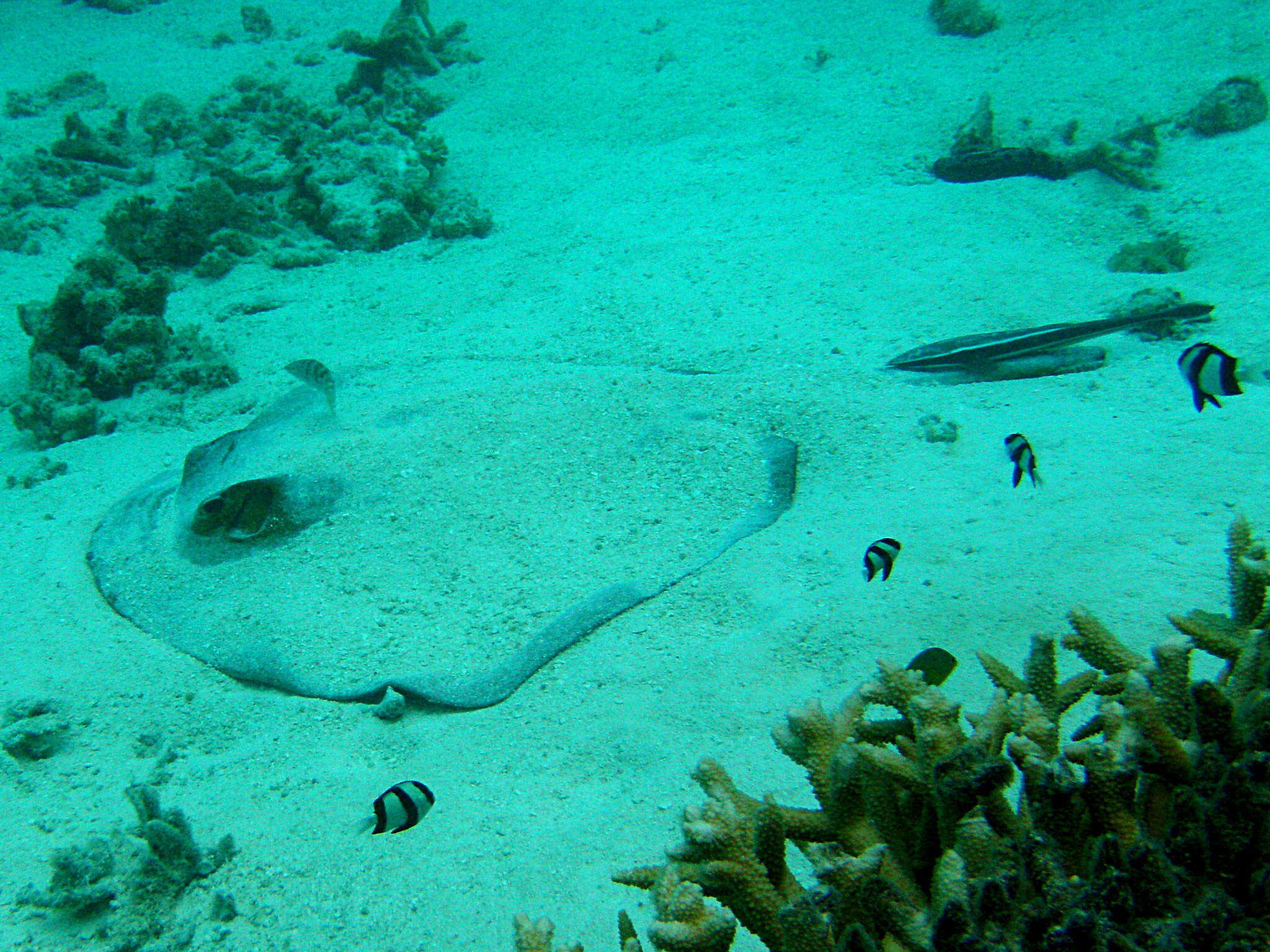 Image of Broad cowtail ray