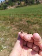 Image of Epirus Dancing Grasshopper