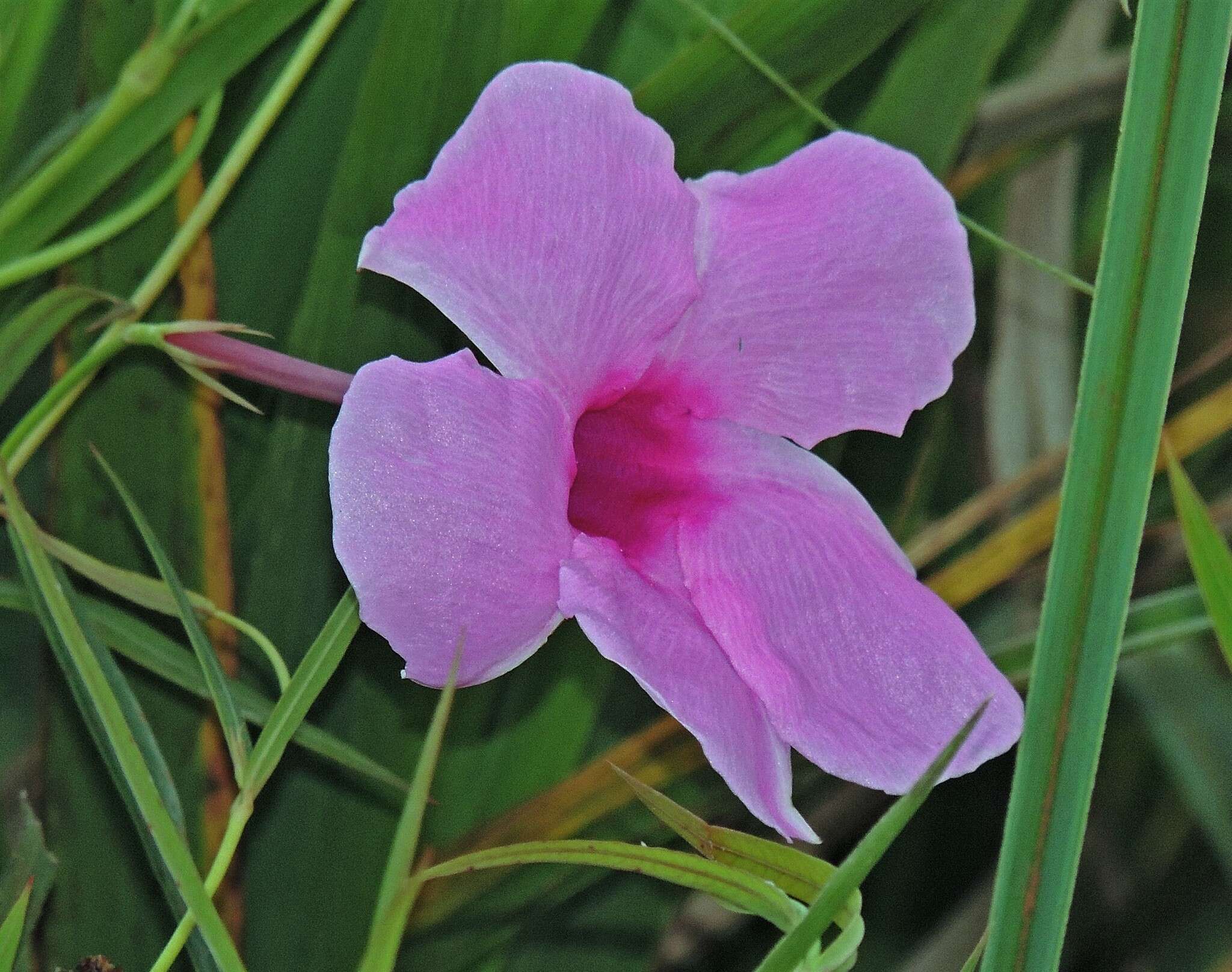 Image of Rhabdadenia ragonesei R. E. Woodson