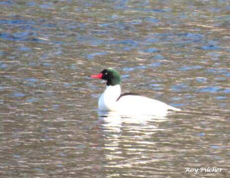 Mergus merganser americanus Cassin 1852的圖片