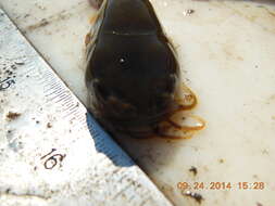 Image of Tadpole Madtom