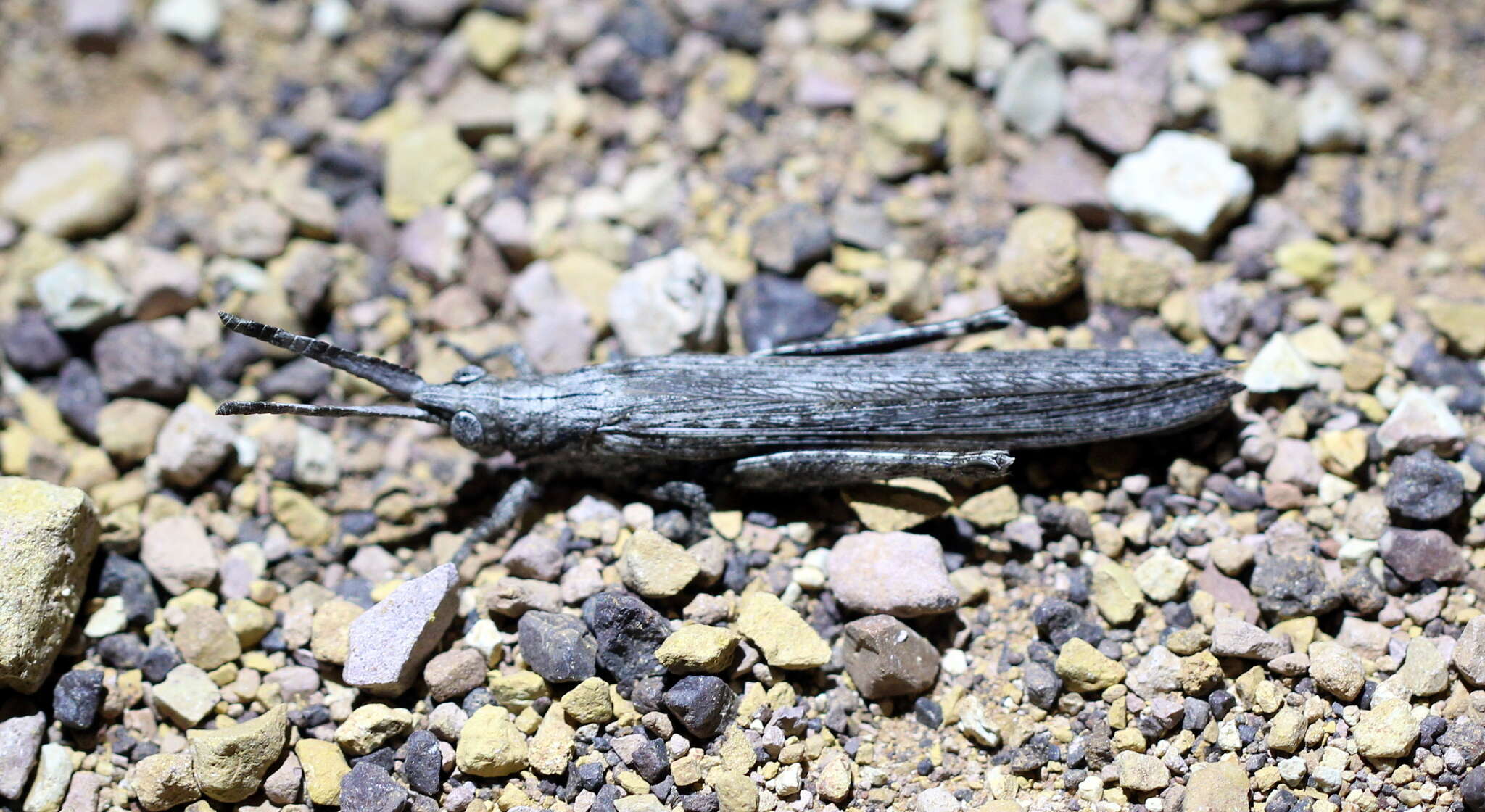 Слика од Retuspia validicornis Sjöstedt 1921