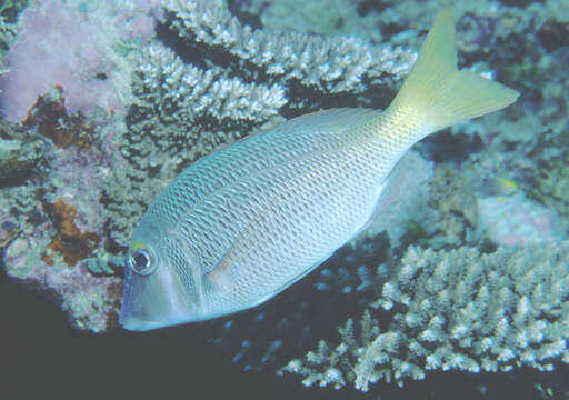 Image of Pacific yellowtail emperor