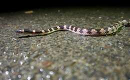 Image of Oriental Odd-tooth Snake