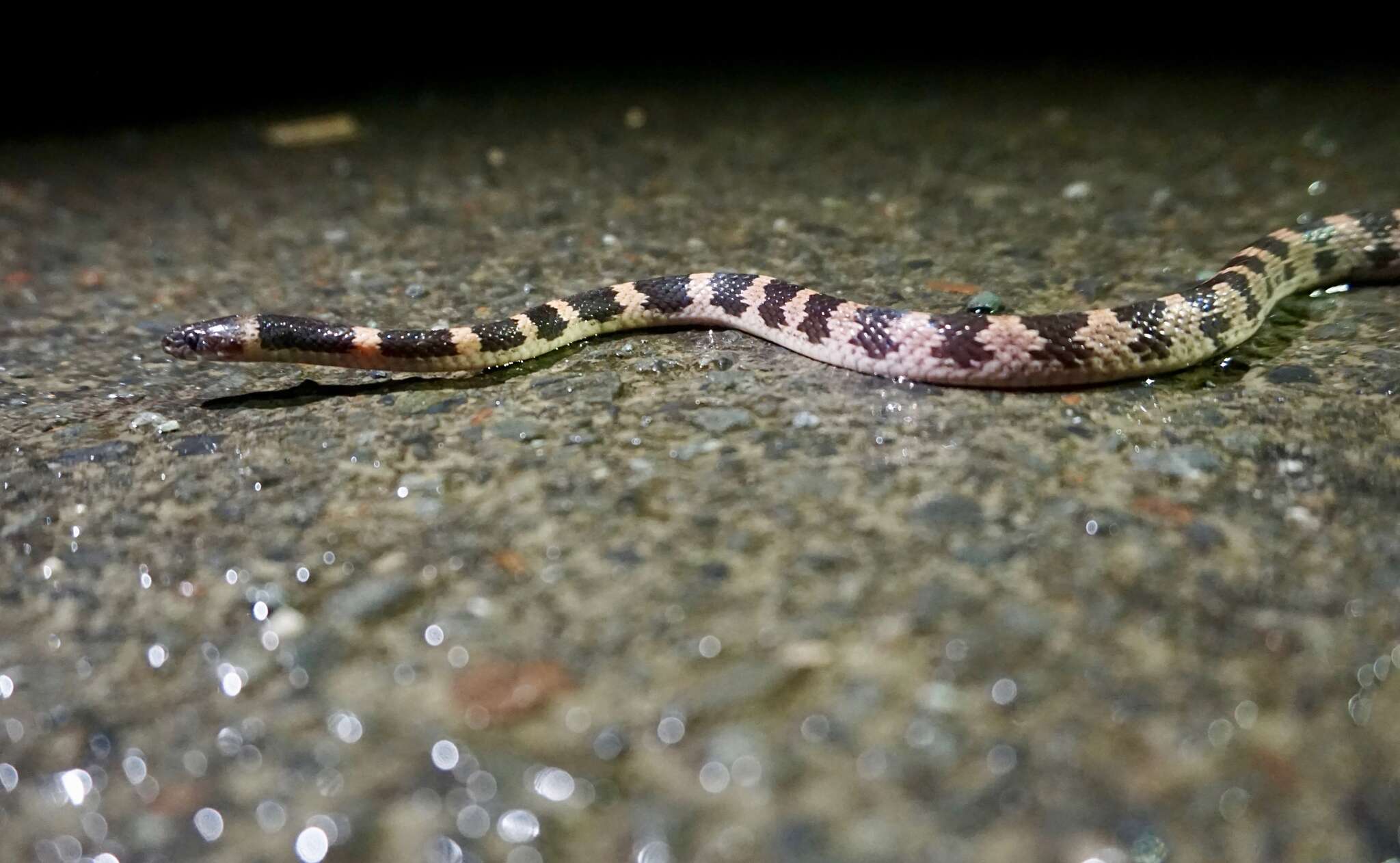 Image of Oriental Odd-tooth Snake