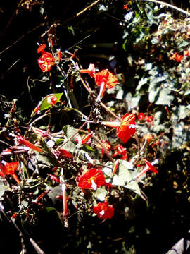 Image of Ipomoea cholulensis Kunth