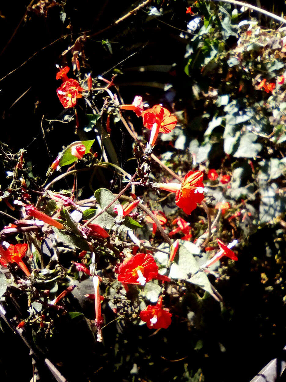 Слика од Ipomoea cholulensis Kunth