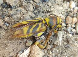 Imagem de Xylotrechus (Xyloclytus) chinensis (Chevrolat 1852)