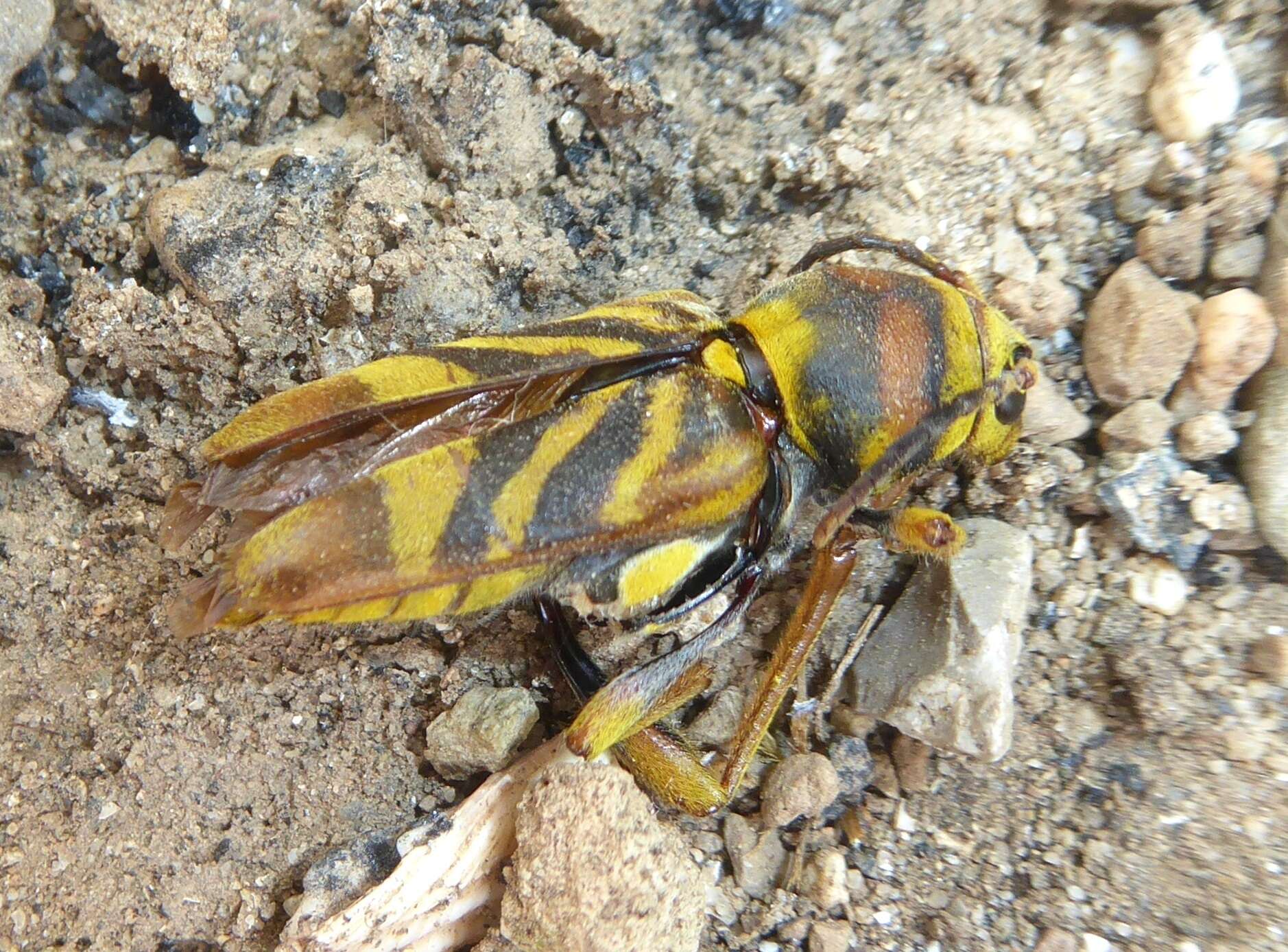 Imagem de Xylotrechus (Xyloclytus) chinensis (Chevrolat 1852)