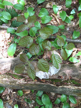 Image of wild sarsaparilla