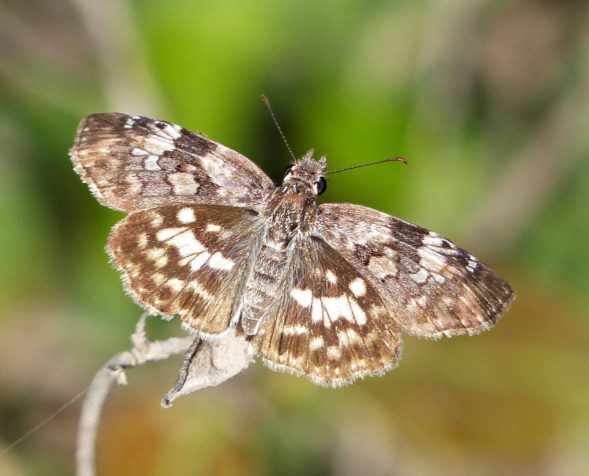 Image of Chiomara asychis autander Mabille 1891