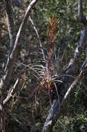 Image de Tillandsia calothyrsus Mez