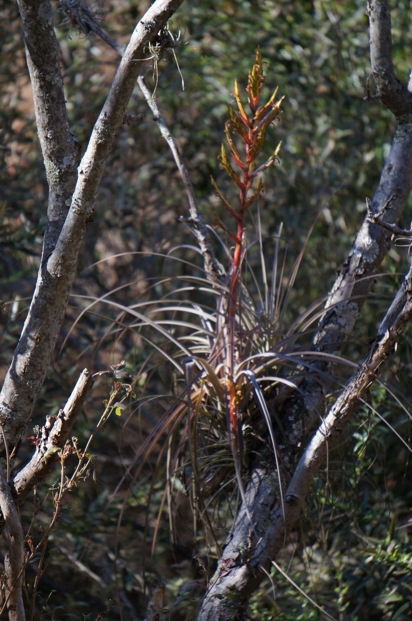 Image of Tillandsia calothyrsus Mez