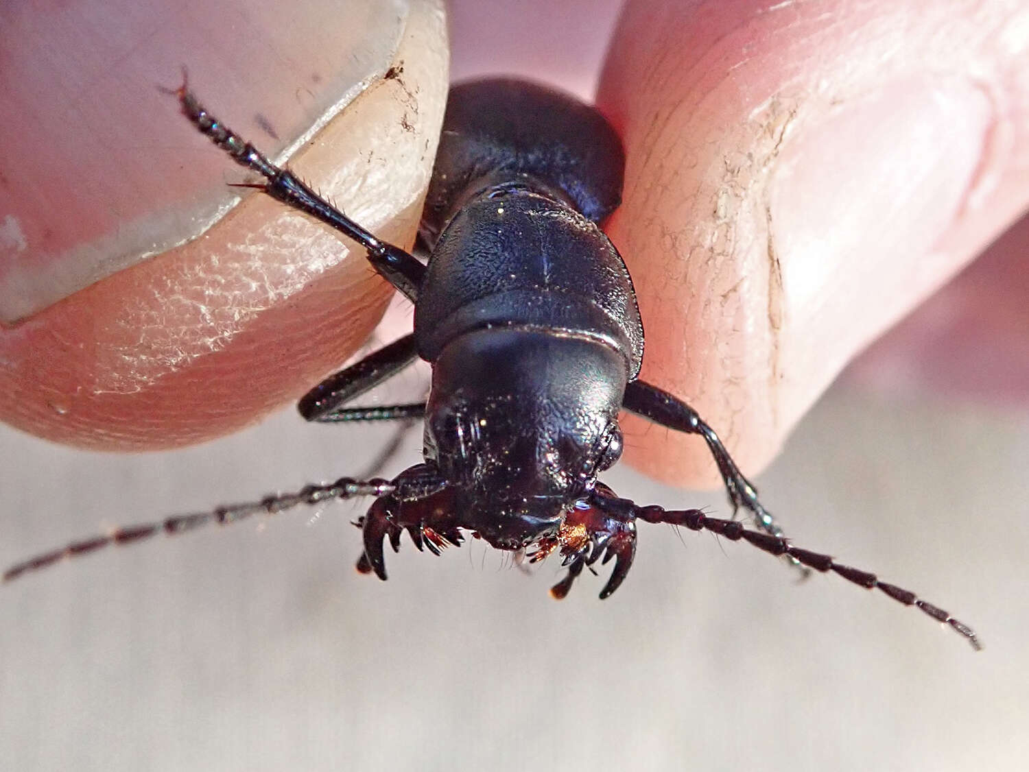 Image of Omus californicus Eschscholtz 1829