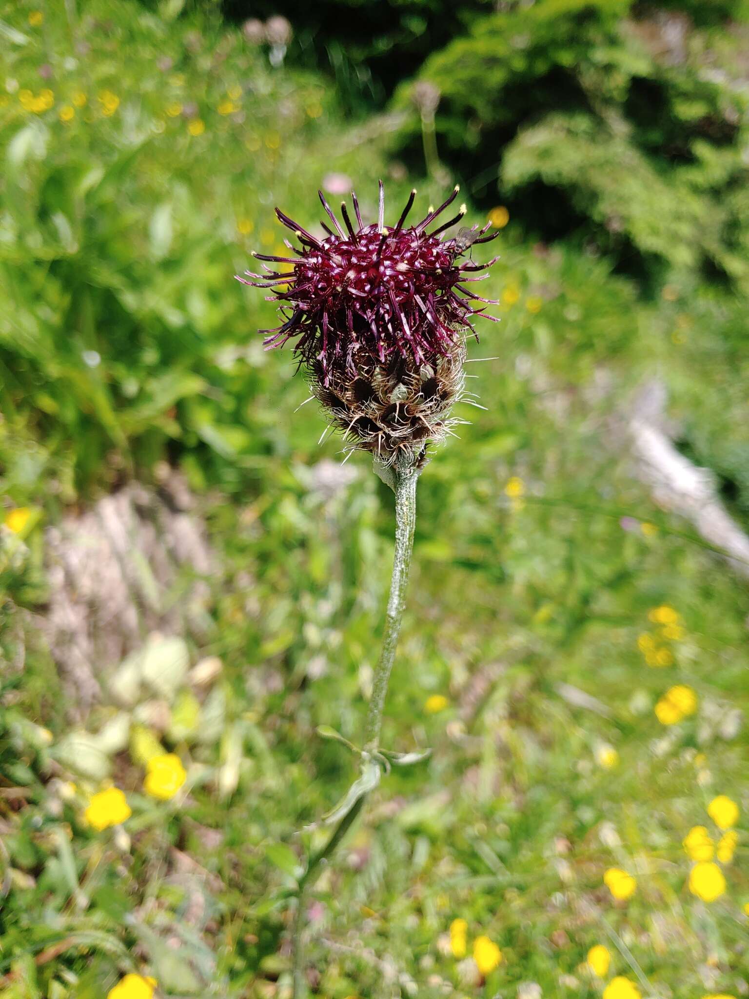 Plancia ëd Centaurea kotschyana Heuff. ex Koch