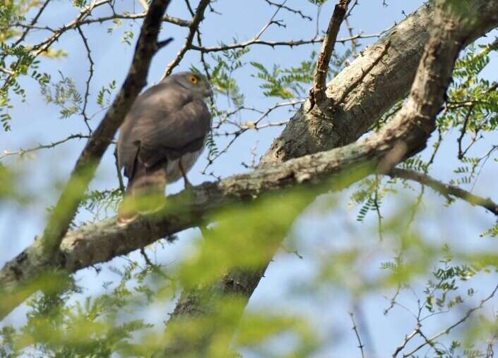 Image of Madagascan Sparrowhawk