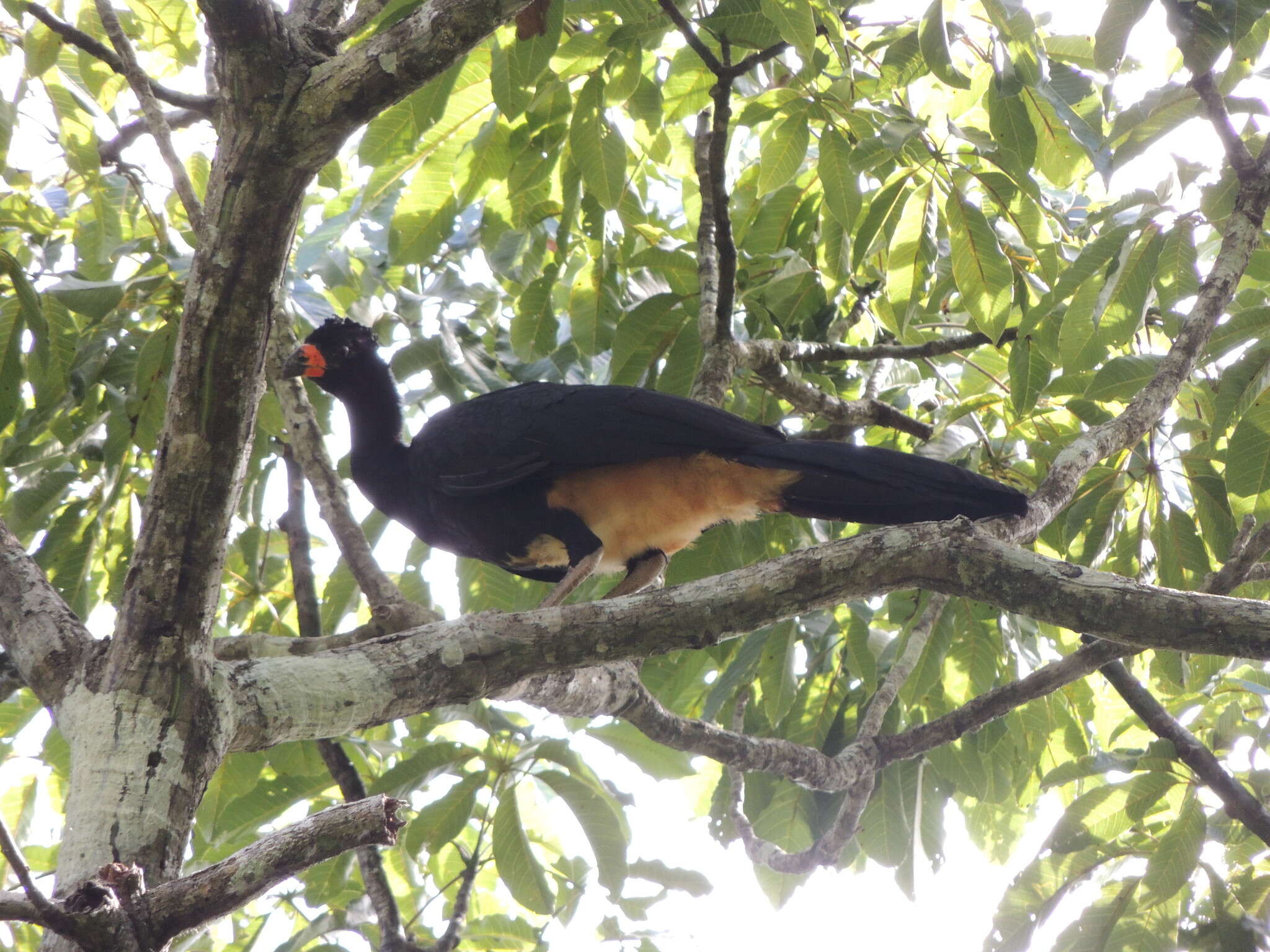 Image of Wattled Curassow