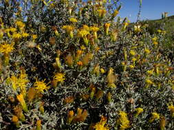 Image of Pteronia incana (Burm. fil.) DC.