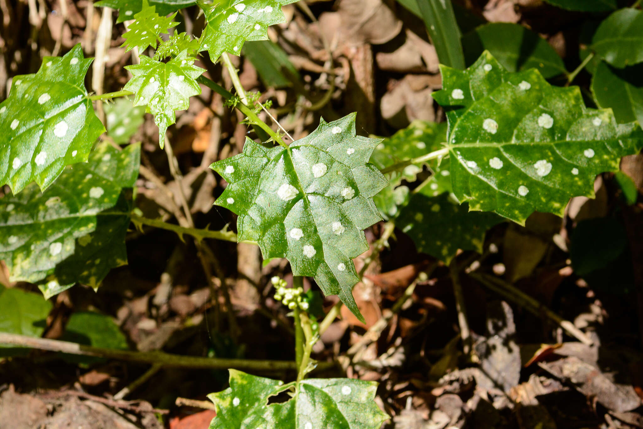 Image of Laportea grossa (E. Mey. ex Wedd.) Chew