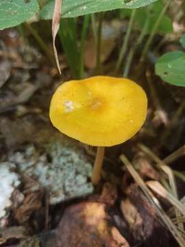 Image de Pluteus variabilicolor Babos 1978