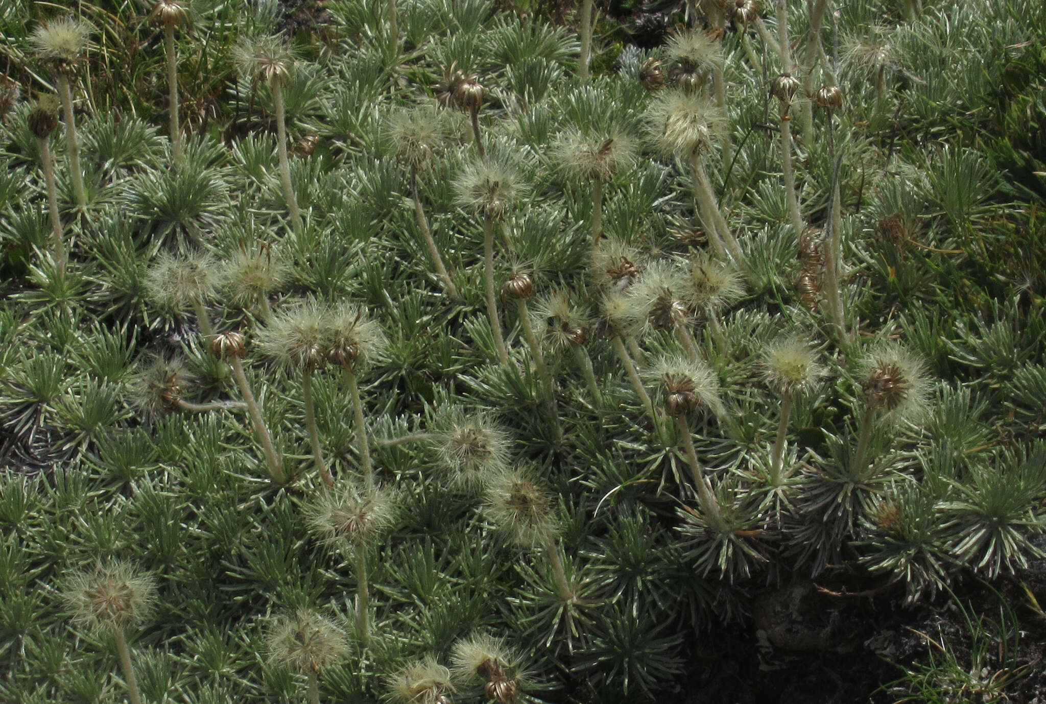 Image of Celmisia sessiliflora Hook. fil.