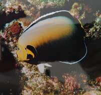 Imagem de Chaetodontoplus conspicillatus (Waite 1900)