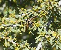 Image of Trichopoda indivisa Townsend 1897