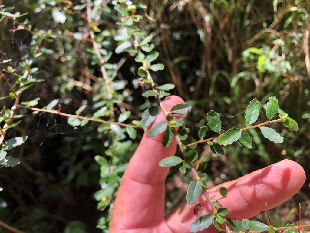 Imagem de Acalypha capillipes Müll. Arg.