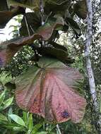 Coccoloba pubescens L. resmi