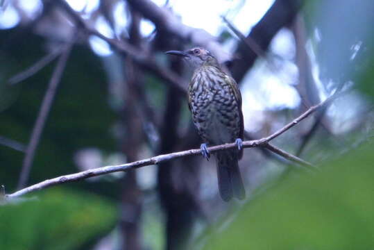 Image of Spotted Honeyeater