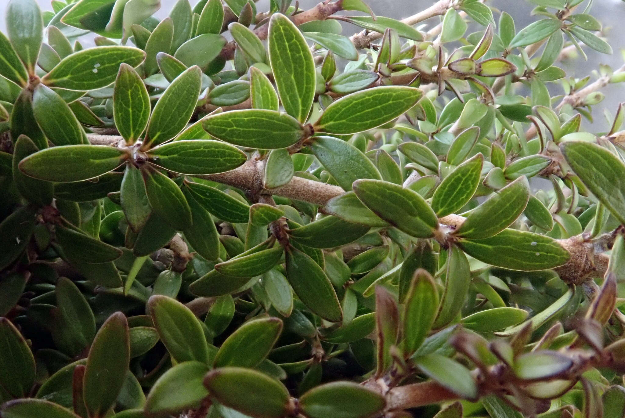 Слика од Coprosma propinqua var. latiuscula Allan