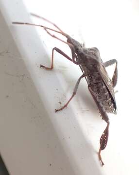 Image of Leaf-footed Pine Seed Bug