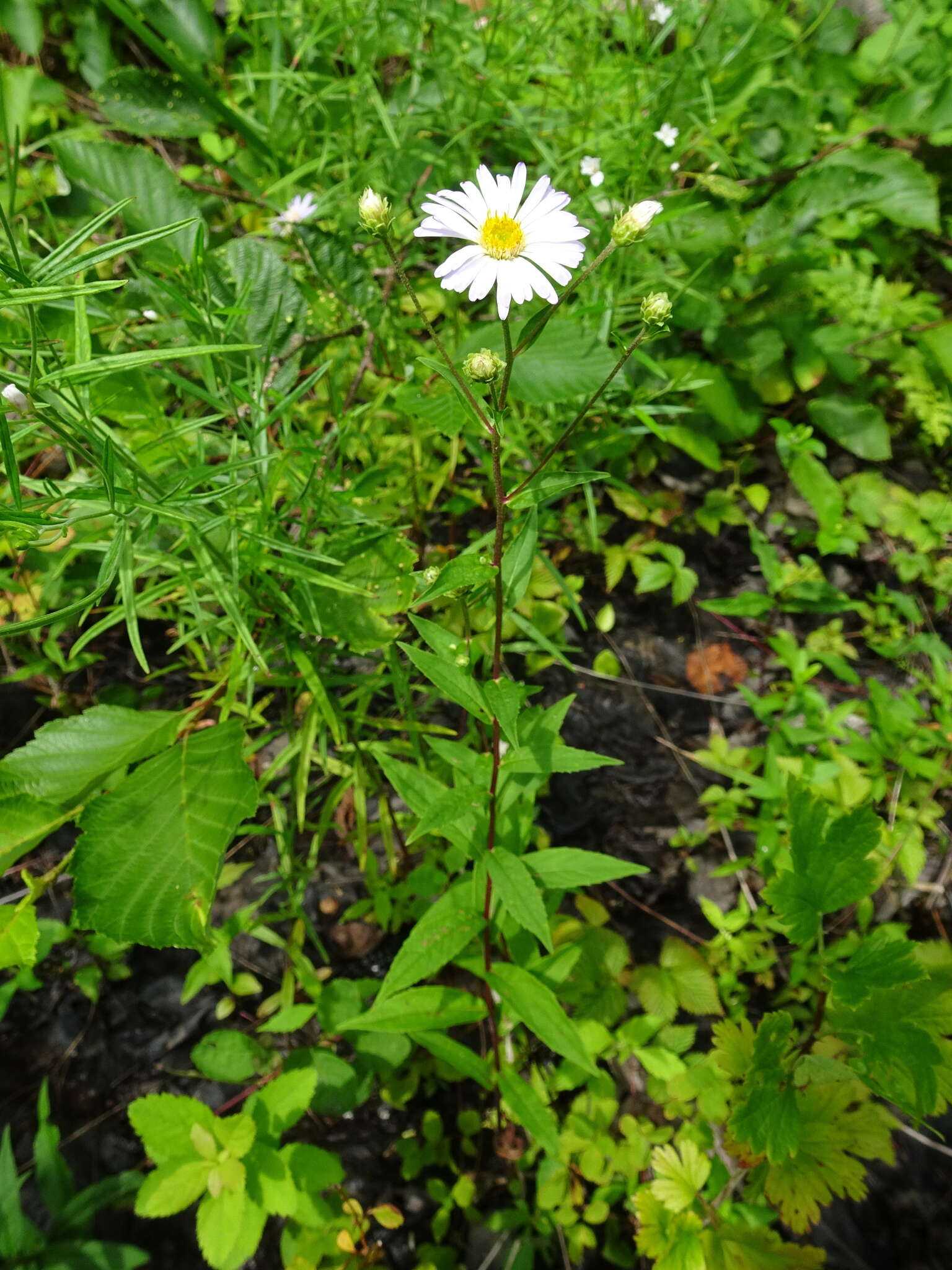 Eurybia radula (Ait.) G. L. Nesom resmi