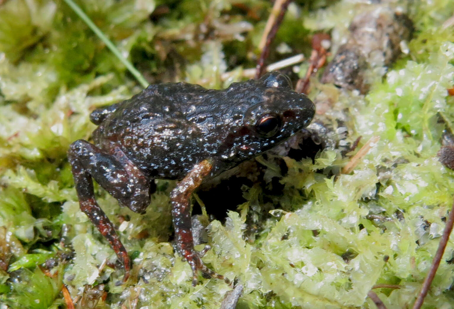 Image of Drewes' moss frog