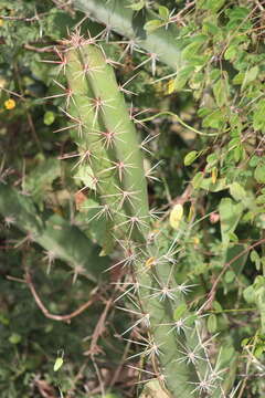 صورة Stenocereus standleyi (J. G. Ortega) Buxb.