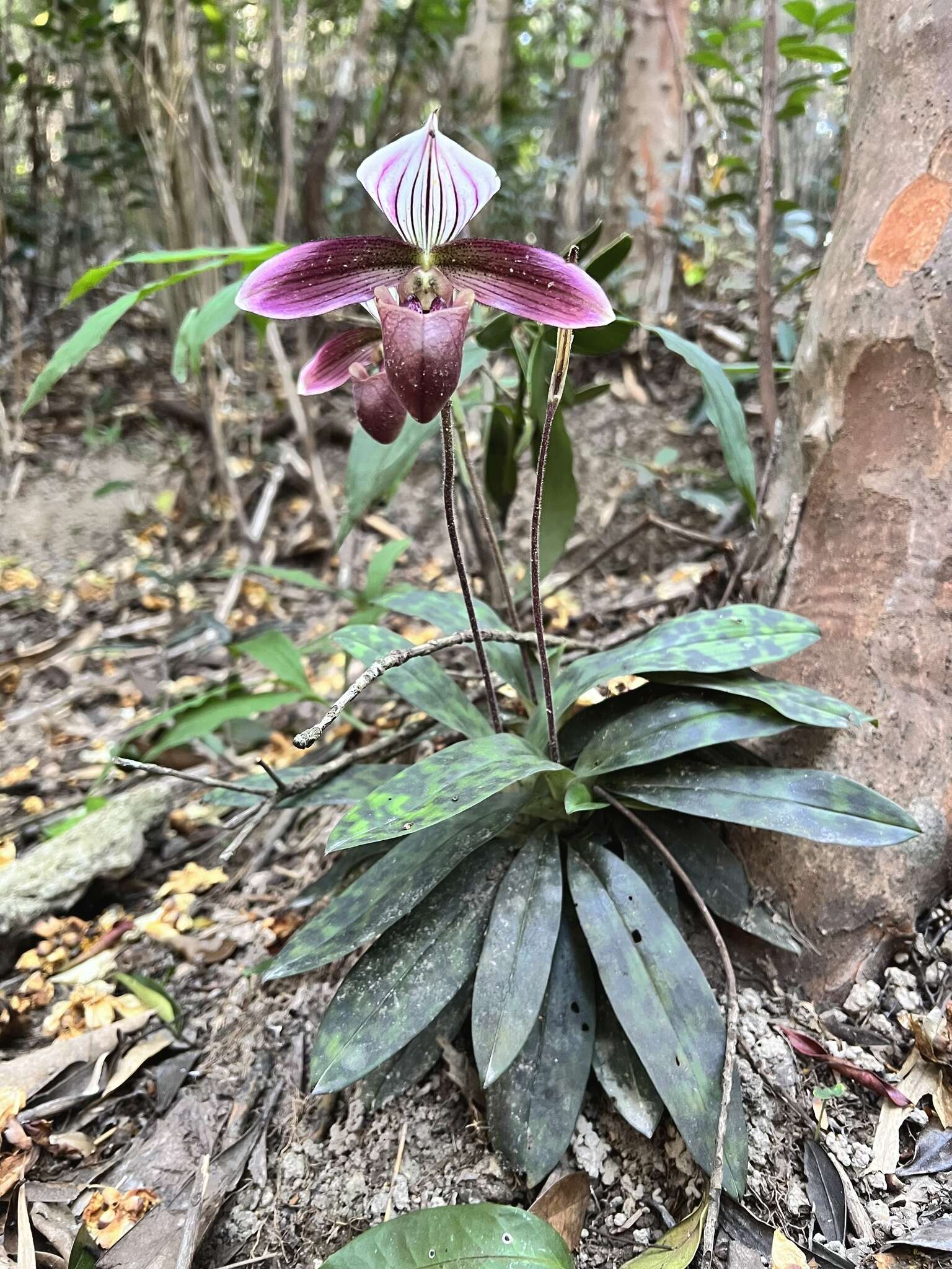 Image de Paphiopedilum purpuratum (Lindl.) Stein