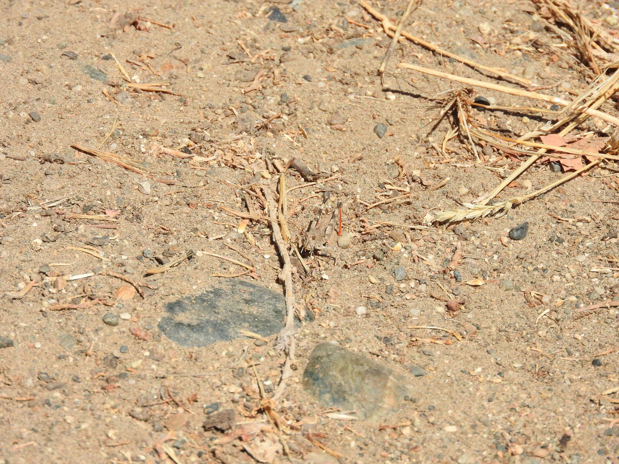 Image of Groove-headed Grasshopper