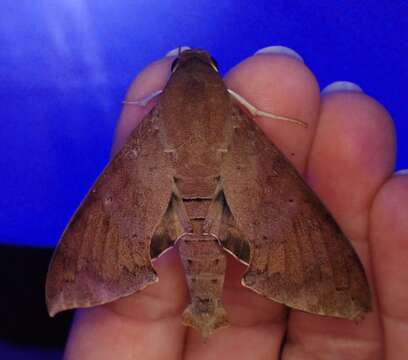 Image of False Fig Sphinx Moth